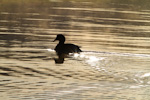 Gadwall Silhouette